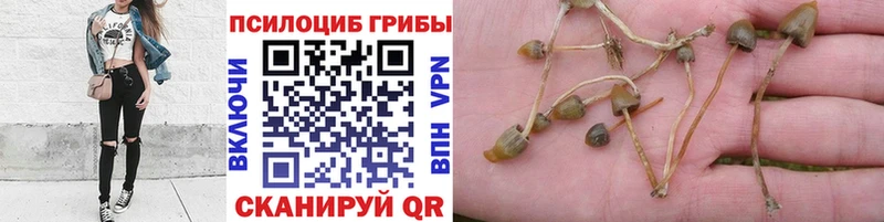 Галлюциногенные грибы Psilocybe  Нязепетровск 